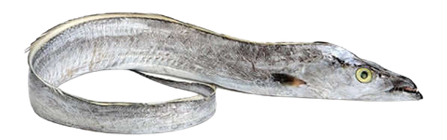 Ribbonfish
